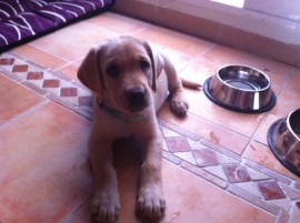 Luca
